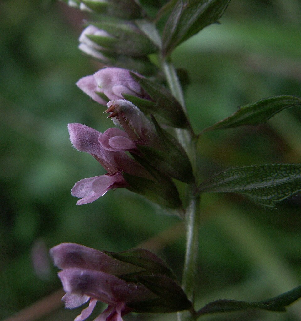 Odontites vulgaris (Red Odontites)