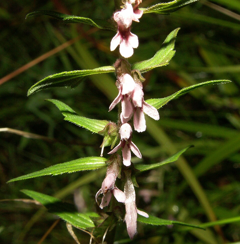 Odontites vulgaris (Red Odontites)
