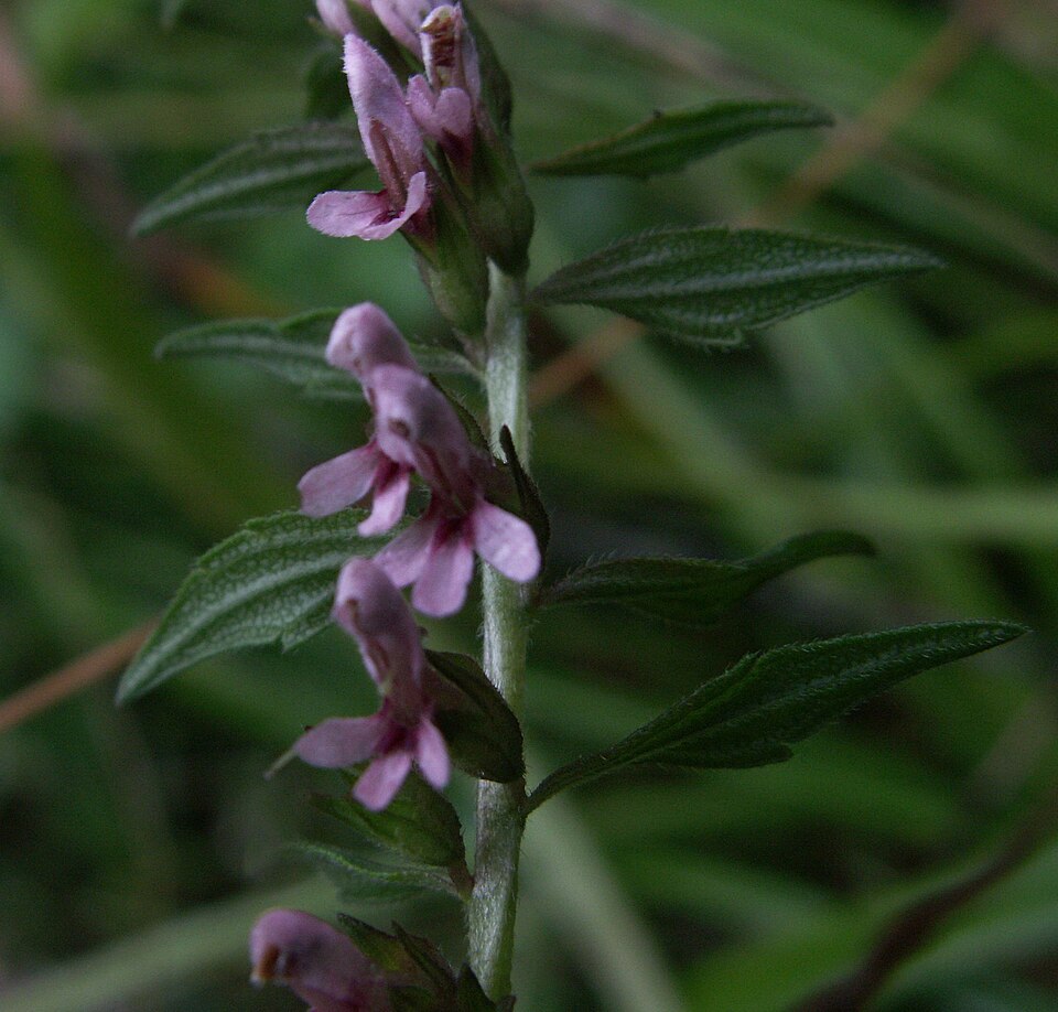 Odontites vulgaris (Red Odontites)