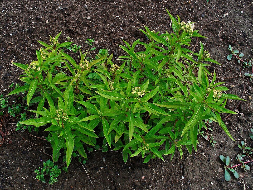 Penthorum sedoides (ditch stonecrop) (alternate view 5)