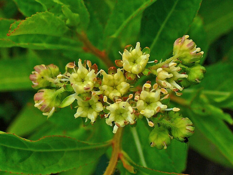 Penthorum sedoides (ditch stonecrop) (alternate view 6)