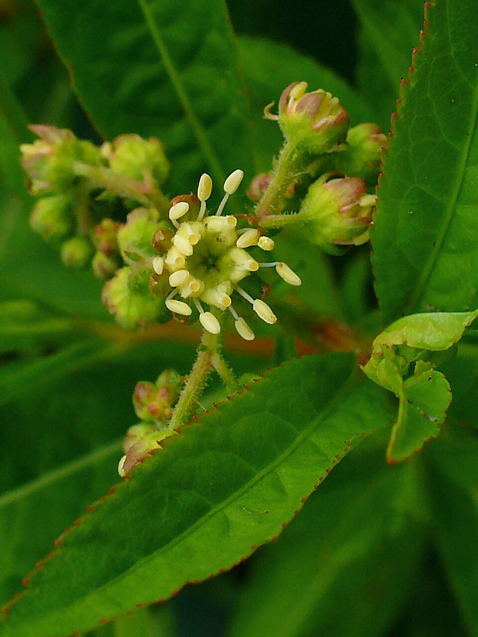 Penthorum sedoides (ditch stonecrop) (alternate view 7)