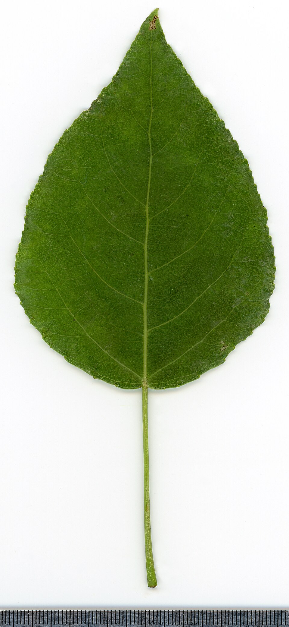 Populus (poplars, cottonwoods, and aspens) (alternate view 2)