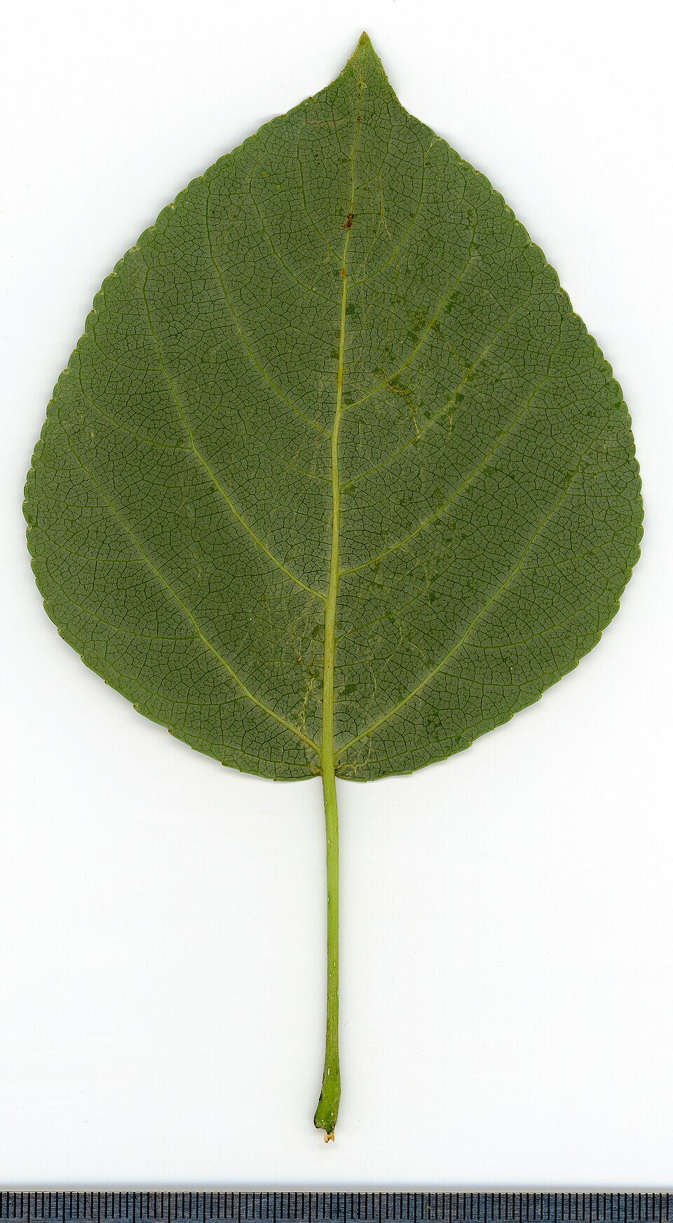 Populus (poplars, cottonwoods, and aspens) (alternate view 3)