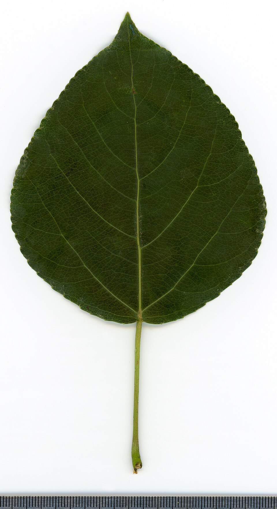 Populus (poplars, cottonwoods, and aspens) (alternate view 4)