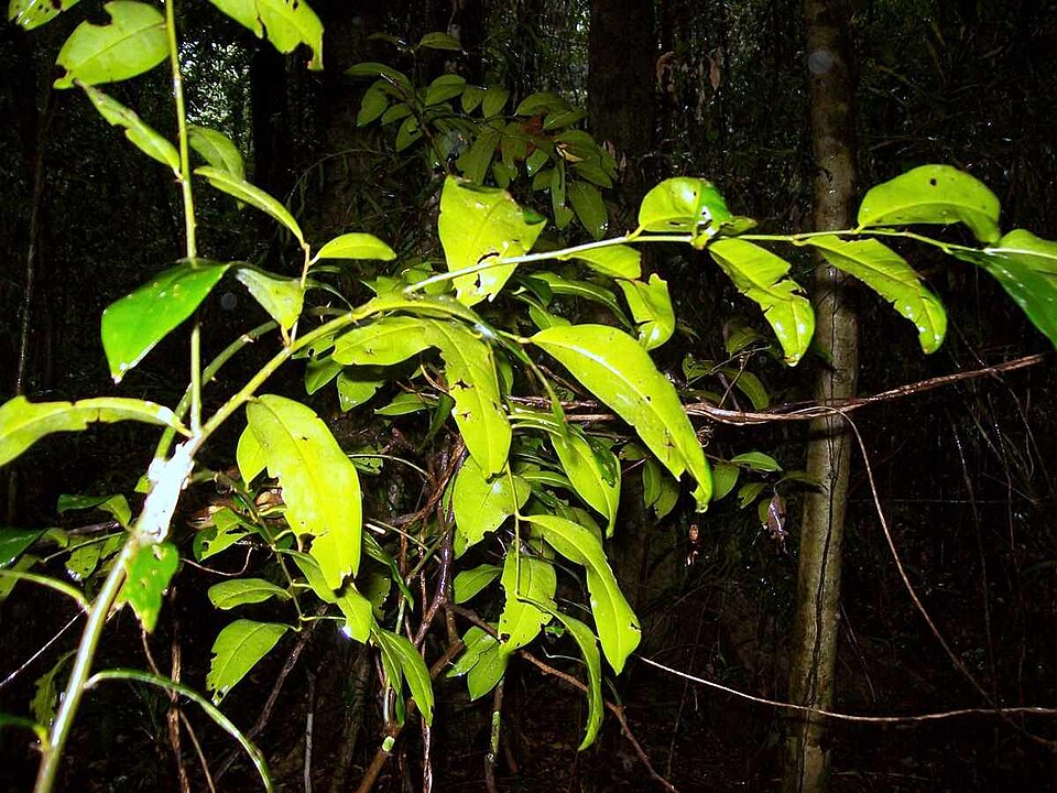 Capparis arborea (Brush Caper Berry) (alternate view 2)
