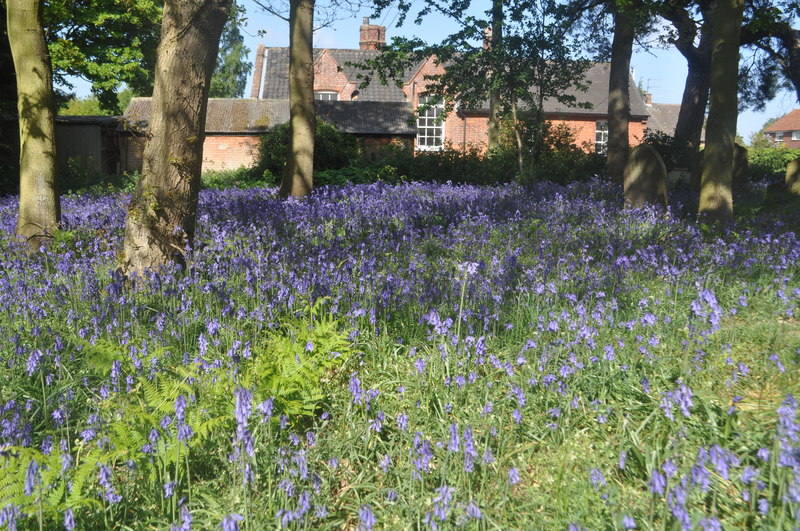 Hyacinthoides (Bluebells) (alternate view 10)