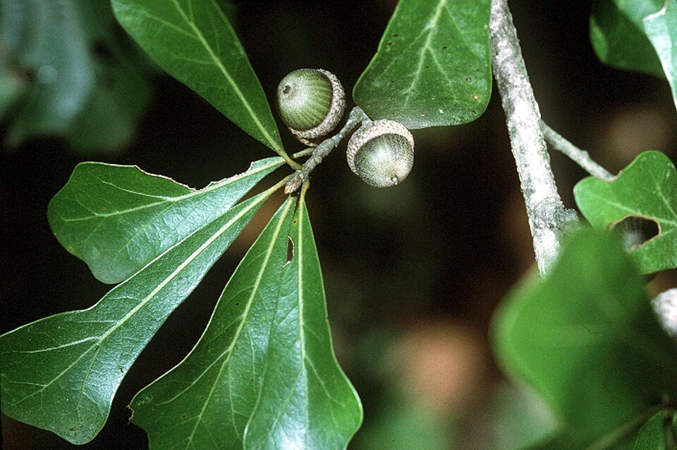 Quercus nigra (water oak)