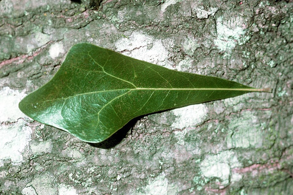 Quercus nigra (water oak)