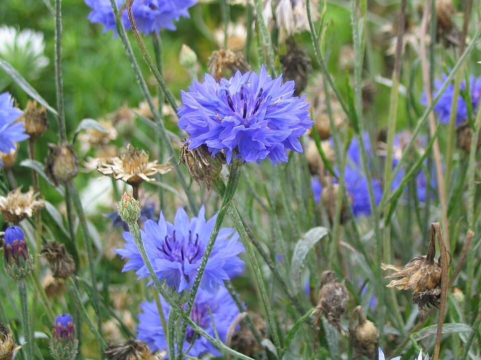Centaurea cyanus (Cornflower)