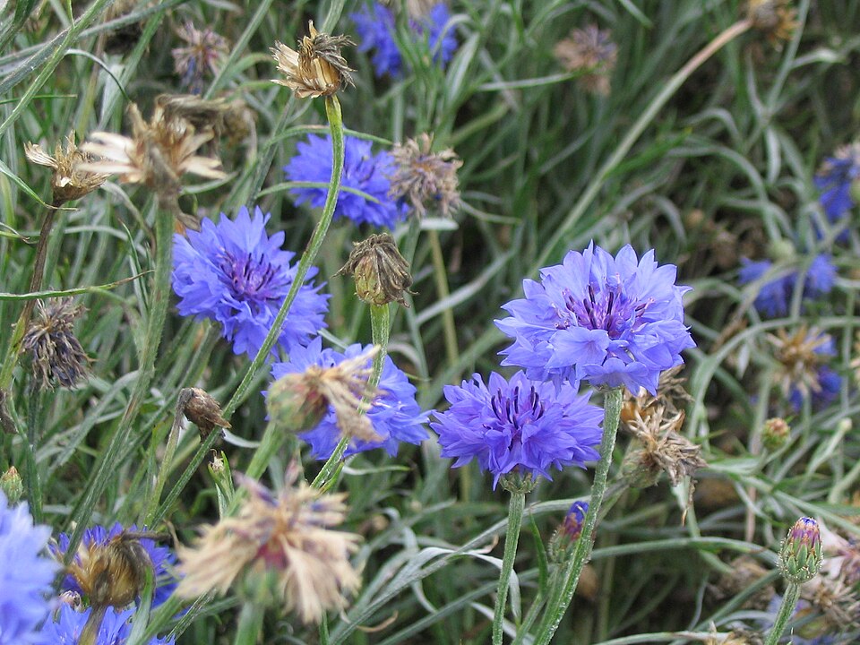 Centaurea cyanus (Cornflower)