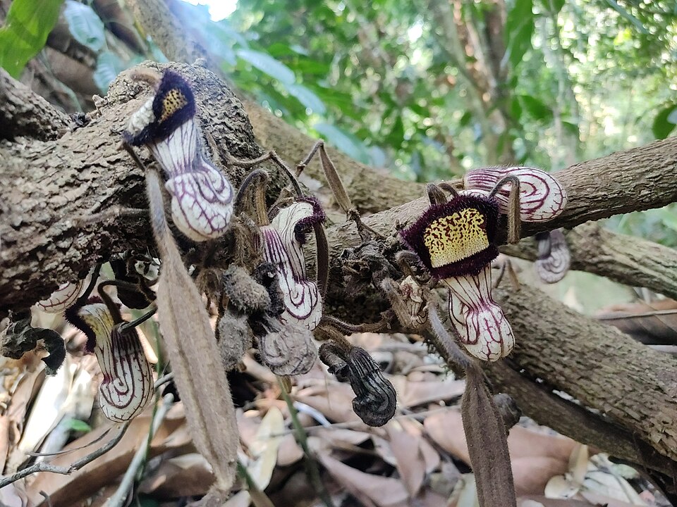 Aristolochia (pipevines and birthworts) (alternate view 6)
