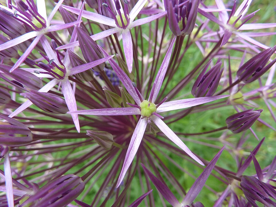 Allium cristophii (Star of Persia) (alternate view 10)