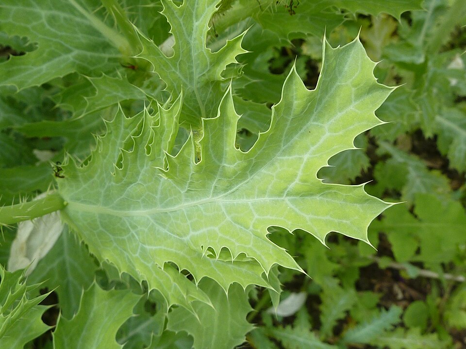 Argemone platyceras (alternate view 8)