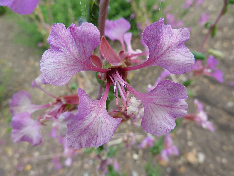 Clarkia unguiculata (Elegant Clarkia) (alternate view 6)