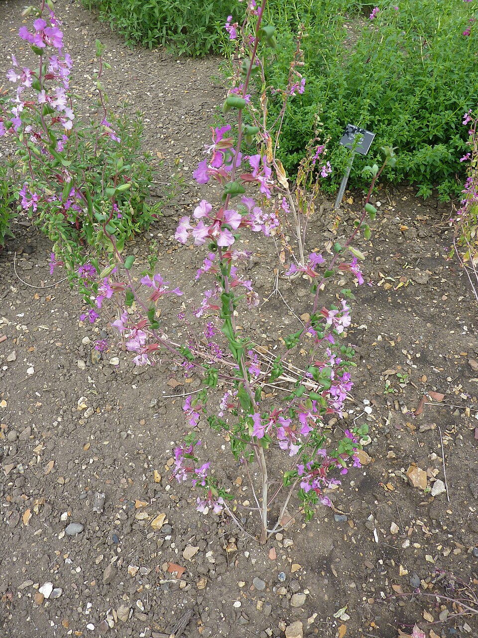 Clarkia unguiculata (Elegant Clarkia) (alternate view 7)