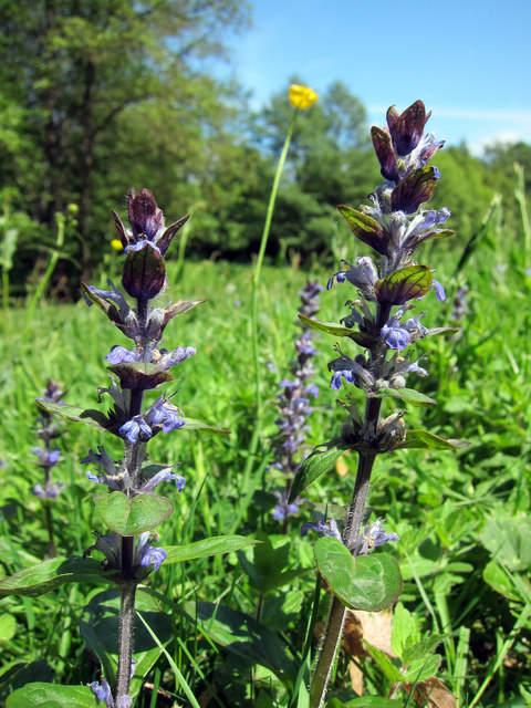 Ajuga (Bugles) (alternate view 5)