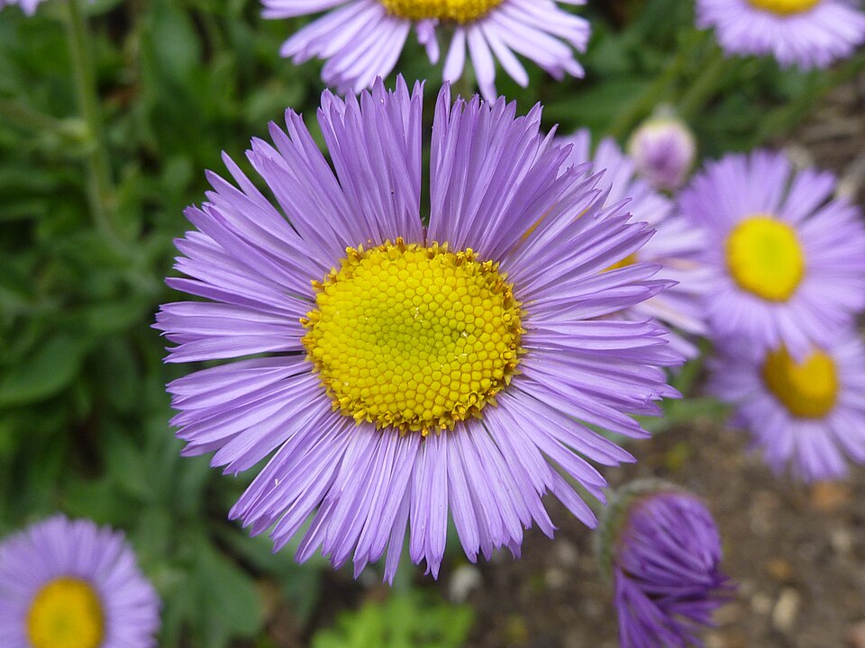 Erigeron speciosus (Showy Fleabane) (alternate view 8)