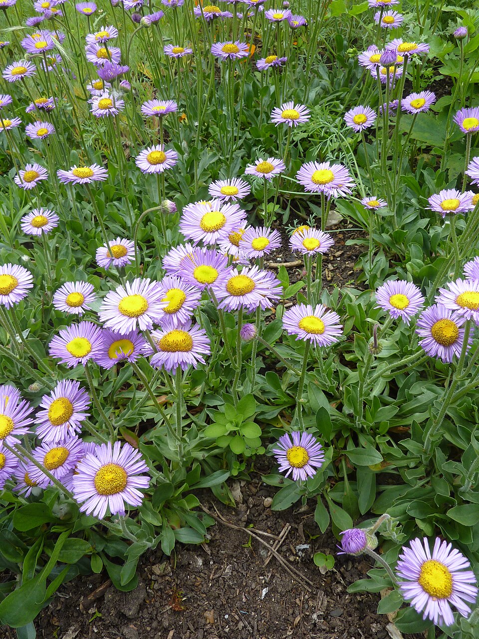 Erigeron speciosus (Showy Fleabane) (alternate view 9)