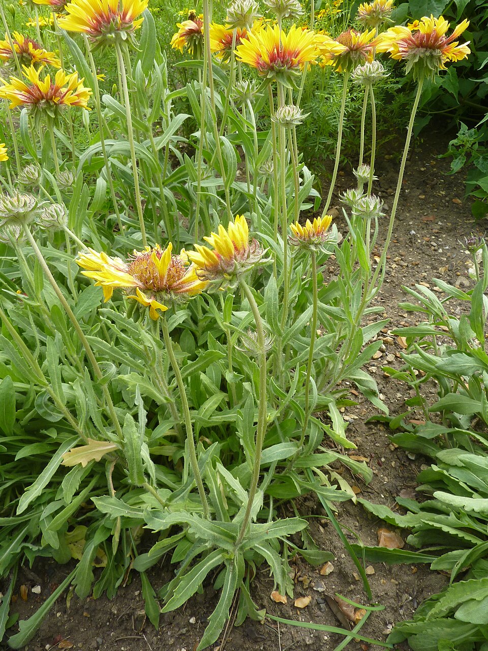 Gaillardia aristata (blanketflower) (alternate view 9)