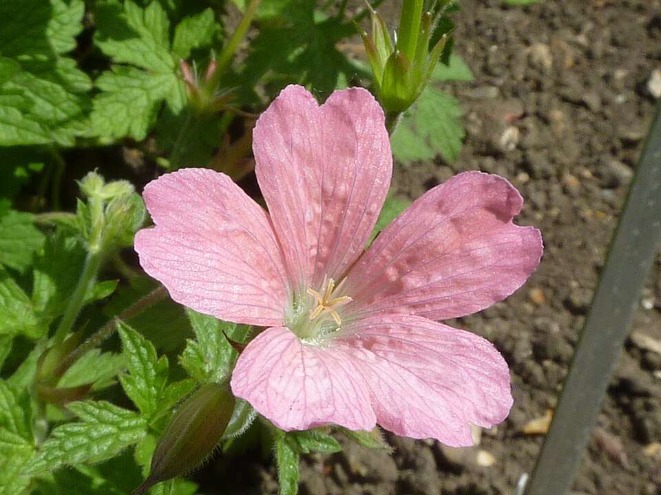 Geranium endressii (French Crane's-bill)