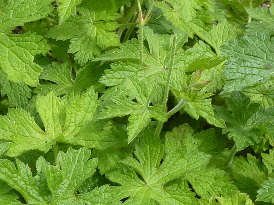 Geranium endressii (French Crane's-bill)