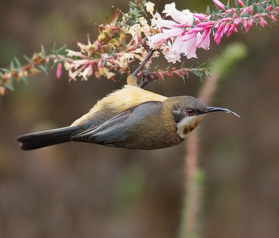 Epacris impressa (Common Heath) (alternate view 3)