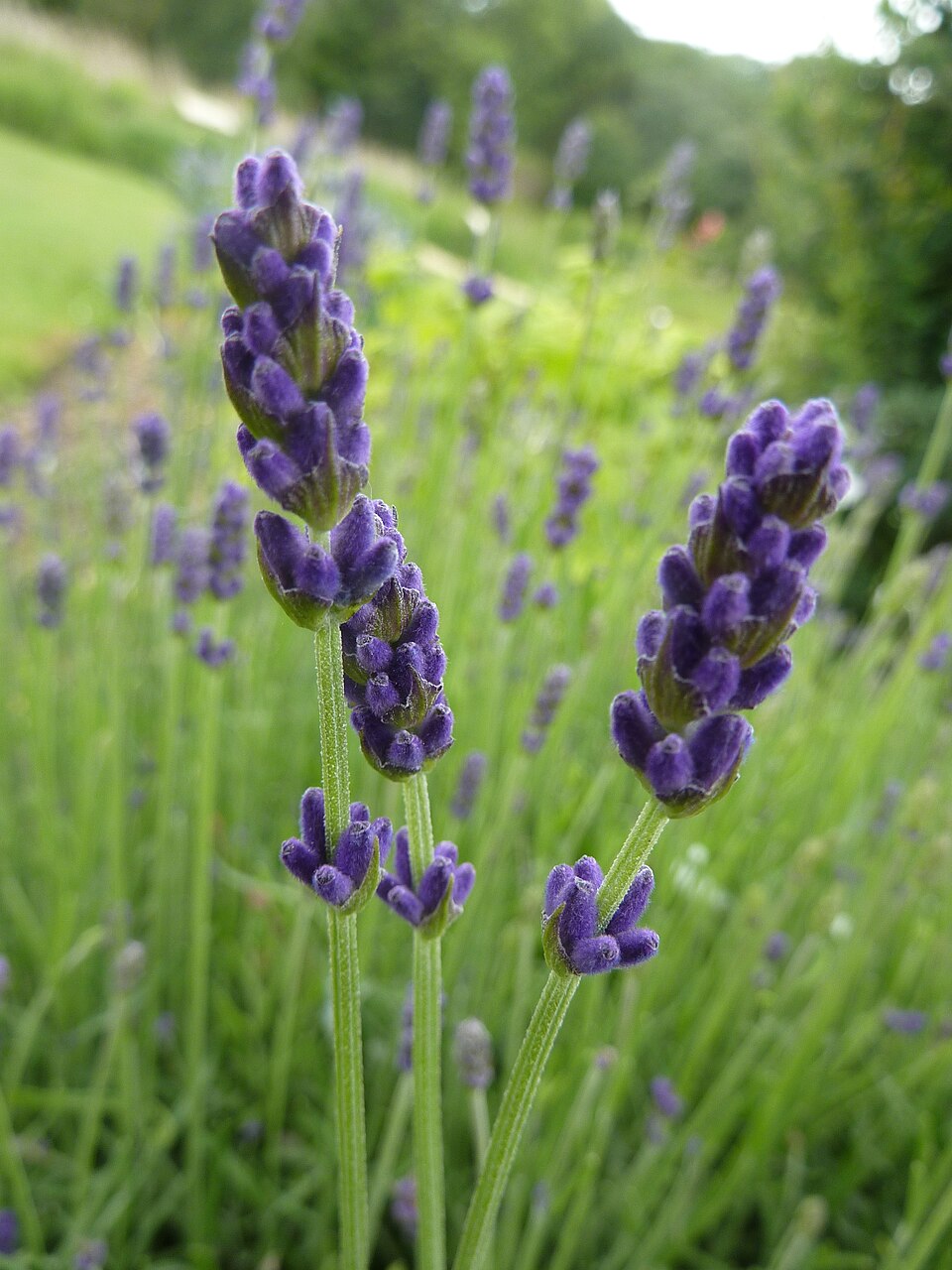 Lavandula angustifolia 'Hidcote' (Hidcote Lavender) (alternate view 2)
