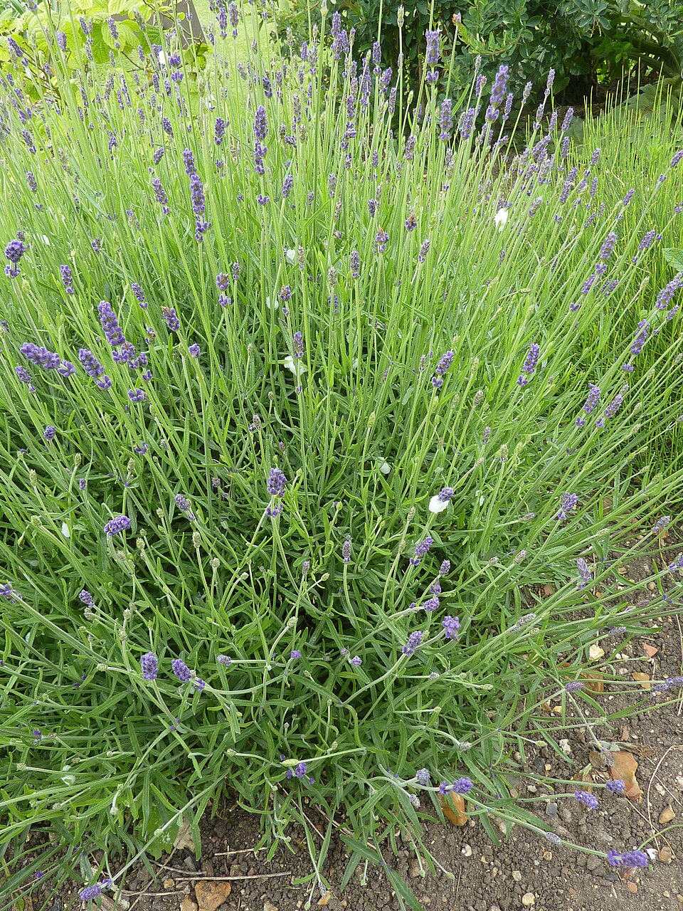 Lavandula angustifolia 'Hidcote' (Hidcote Lavender) (alternate view 3)