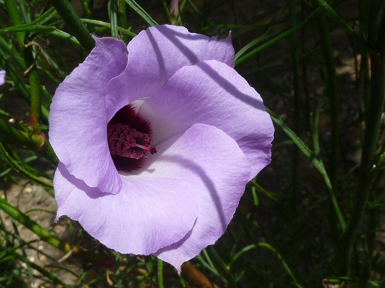 Alyogyne huegelii, Native hibiscus — upright evergreen (Malvaceae) (image 4 of 9)