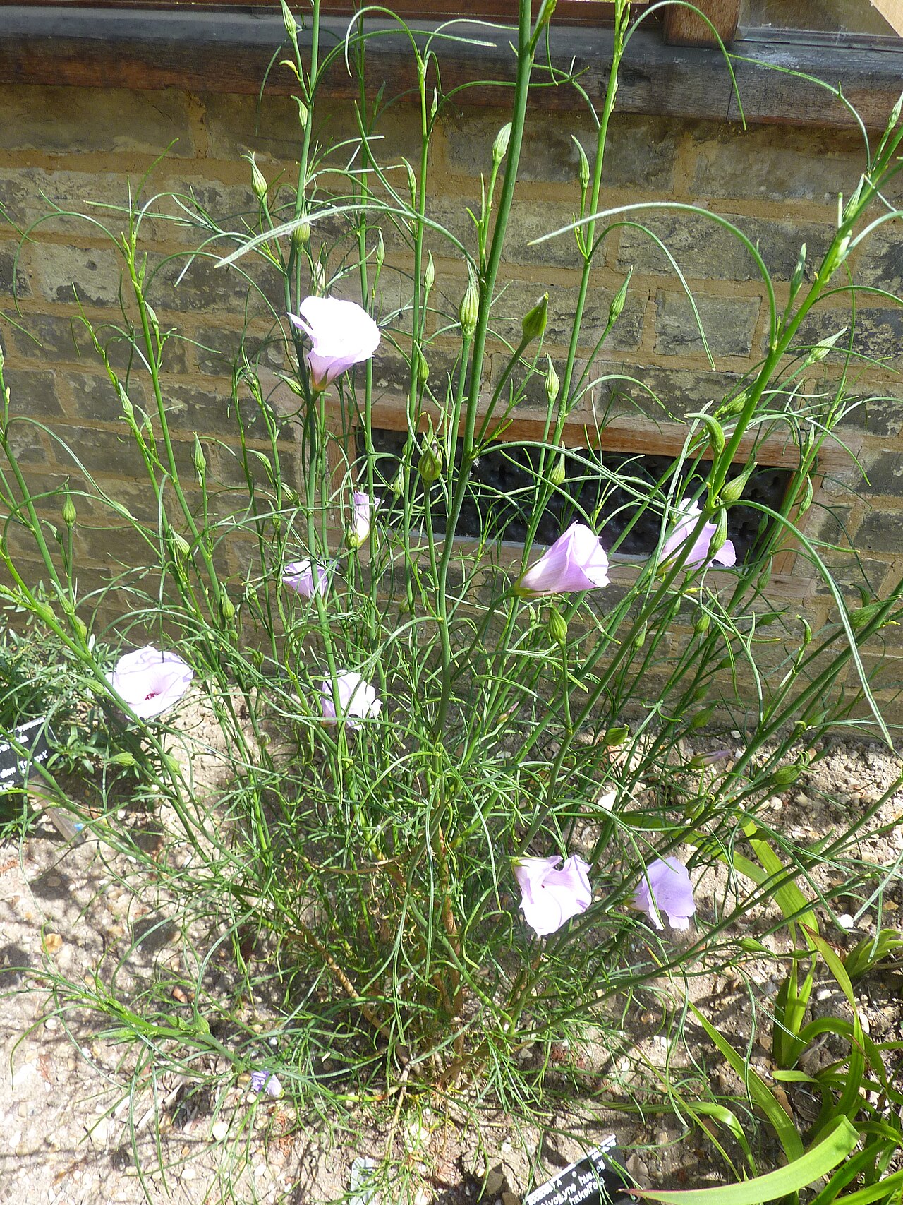 Alyogyne huegelii, Native hibiscus — upright evergreen (Malvaceae) (image 5 of 9)
