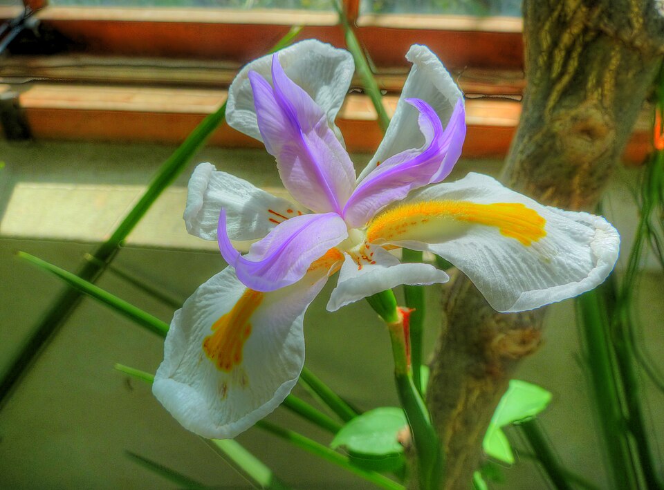 Dietes grandiflora (Large Fortnight Lily) (alternate view 6)