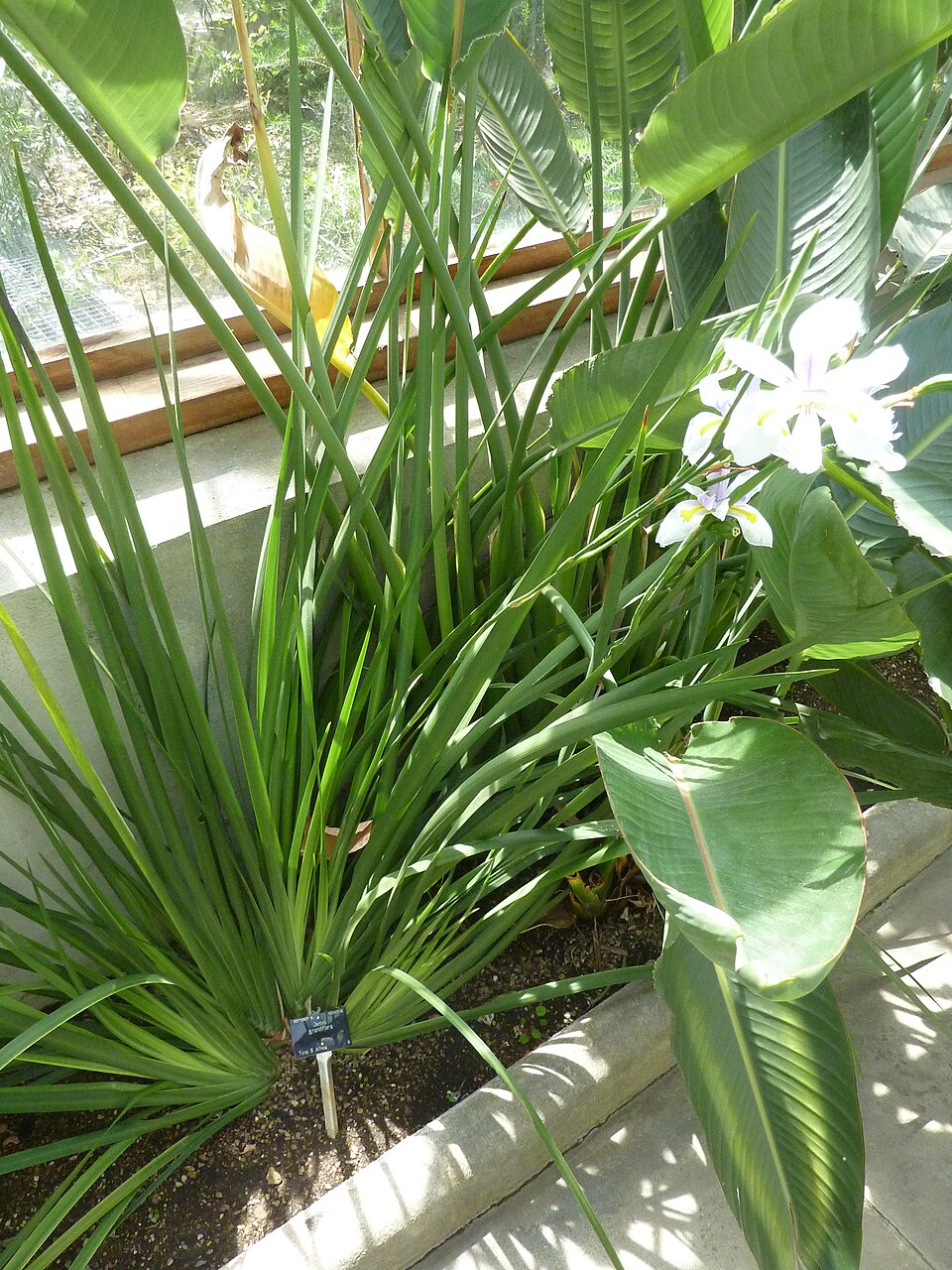 Dietes grandiflora (Large Fortnight Lily) (alternate view 7)