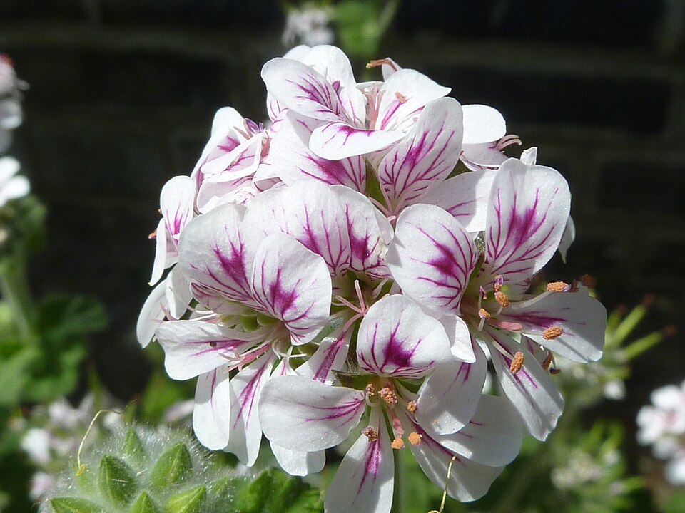 Pelargonium australe (Austral Stork's-bill)