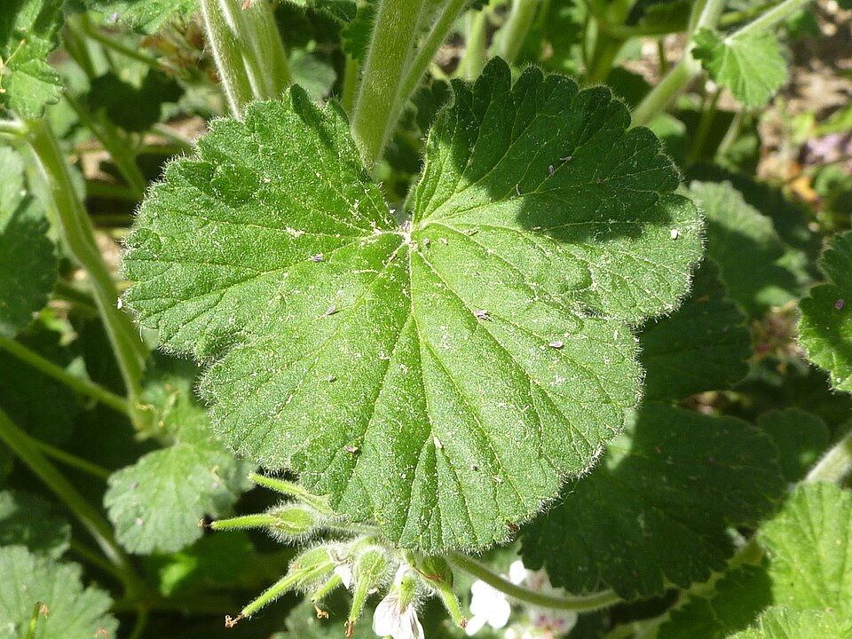 Pelargonium australe (Austral Stork's-bill) (alternate view 2)