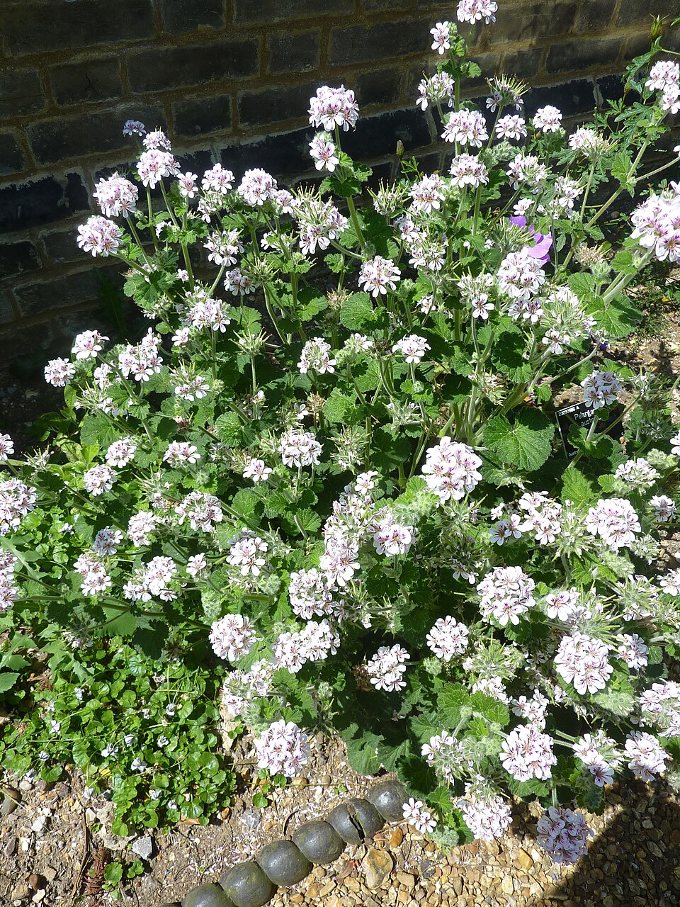 Pelargonium australe (Austral Stork's-bill) (alternate view 3)
