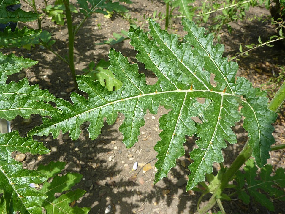 Solanum sisymbriifolium (Red Buffalo-bur) (alternate view 7)