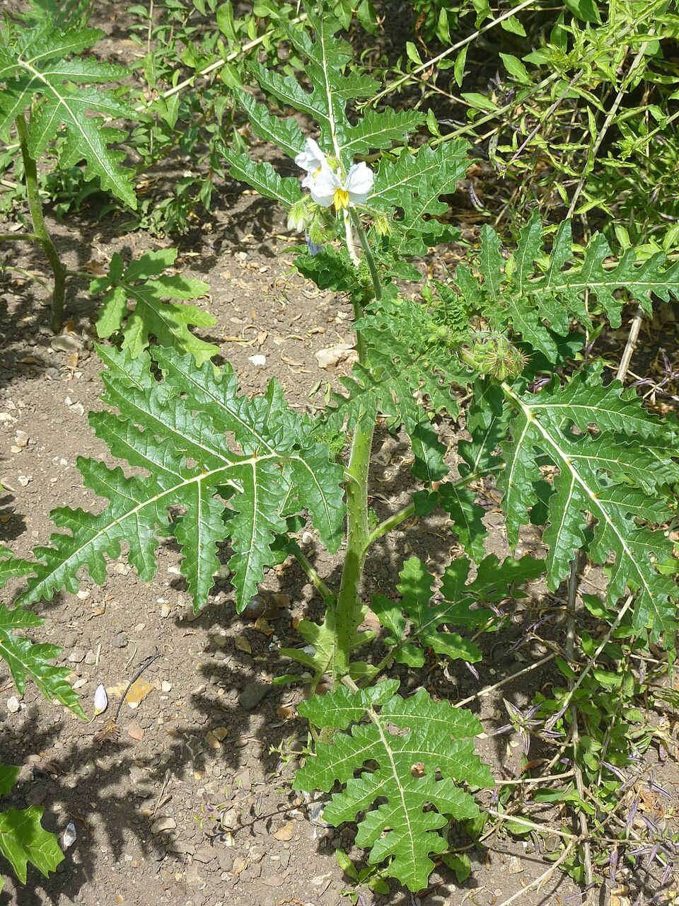 Solanum sisymbriifolium (Red Buffalo-bur) (alternate view 8)