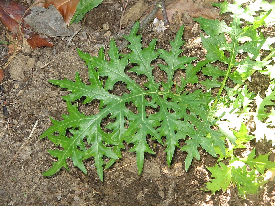 Acanthus spinosus (Spiny Bear's Breeches) (alternate view 6)
