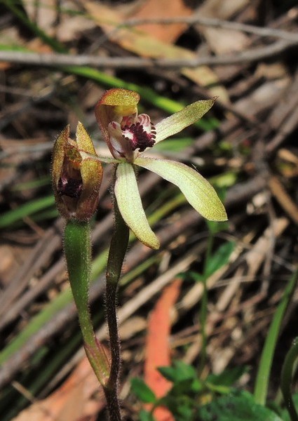 Caladenia transitoria (Eastern Bronzehood Orchid) (alternate view 7)