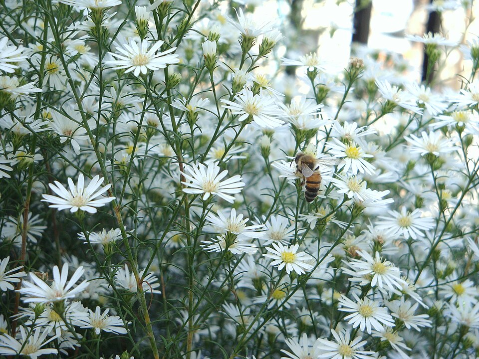 Anthemis cotula (chamomile) (alternate view 6)