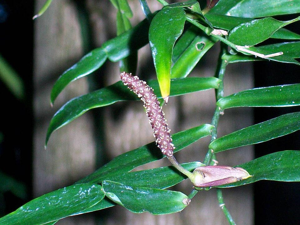Pothos longipes (candle vine) (alternate view 7)