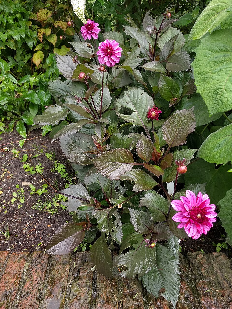 Dahlia (Dahlias)