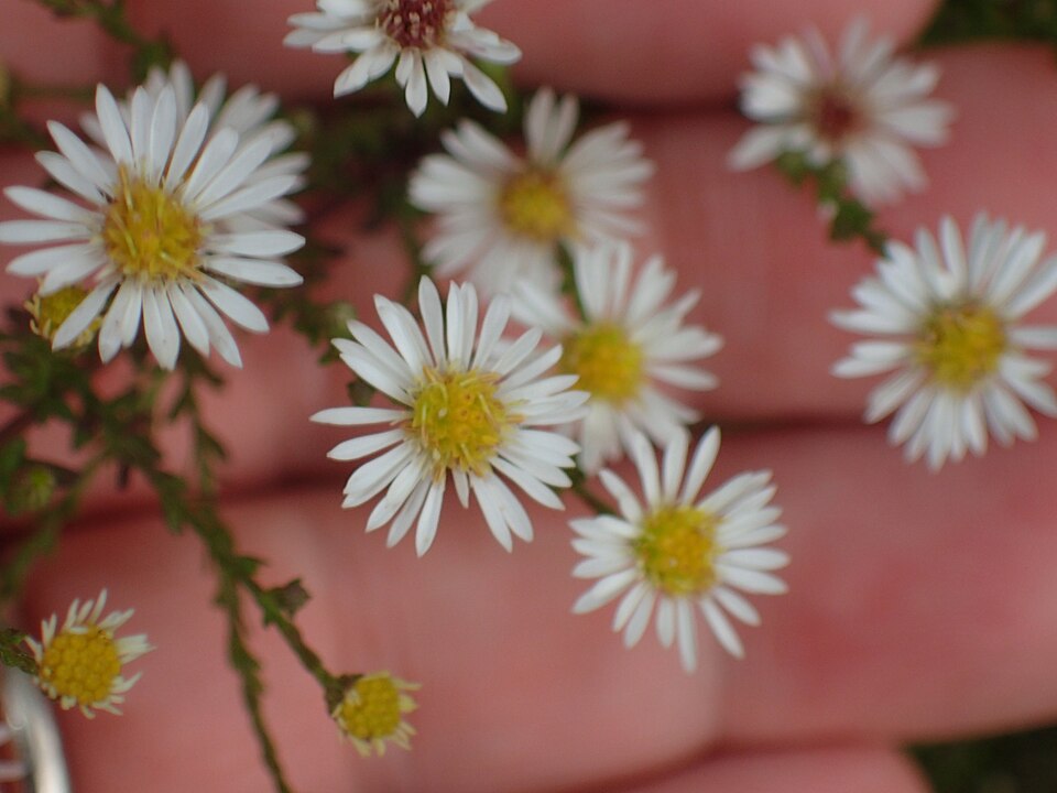 Symphyotrichum racemosum (Small White Aster) (alternate view 7)
