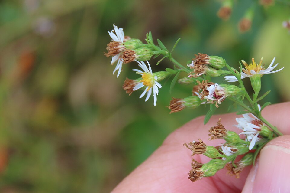 Symphyotrichum racemosum (Small White Aster) (alternate view 8)