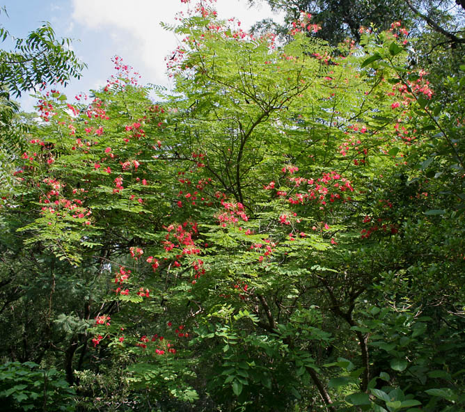Caesalpinia pulcherrima (peacock flower)