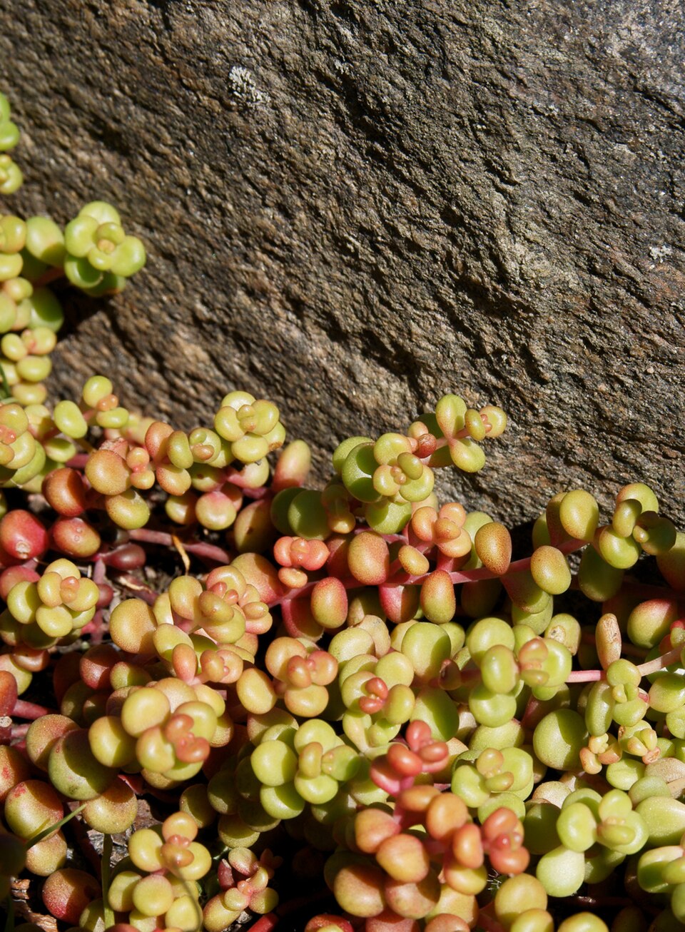 Sedum divergens (Spreading Stonecrop) (alternate view 10)