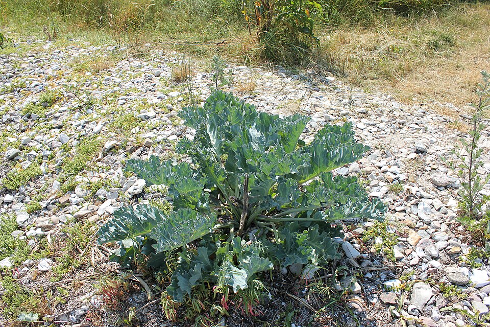 Crambe maritima (Sea Kale) (alternate view 7)