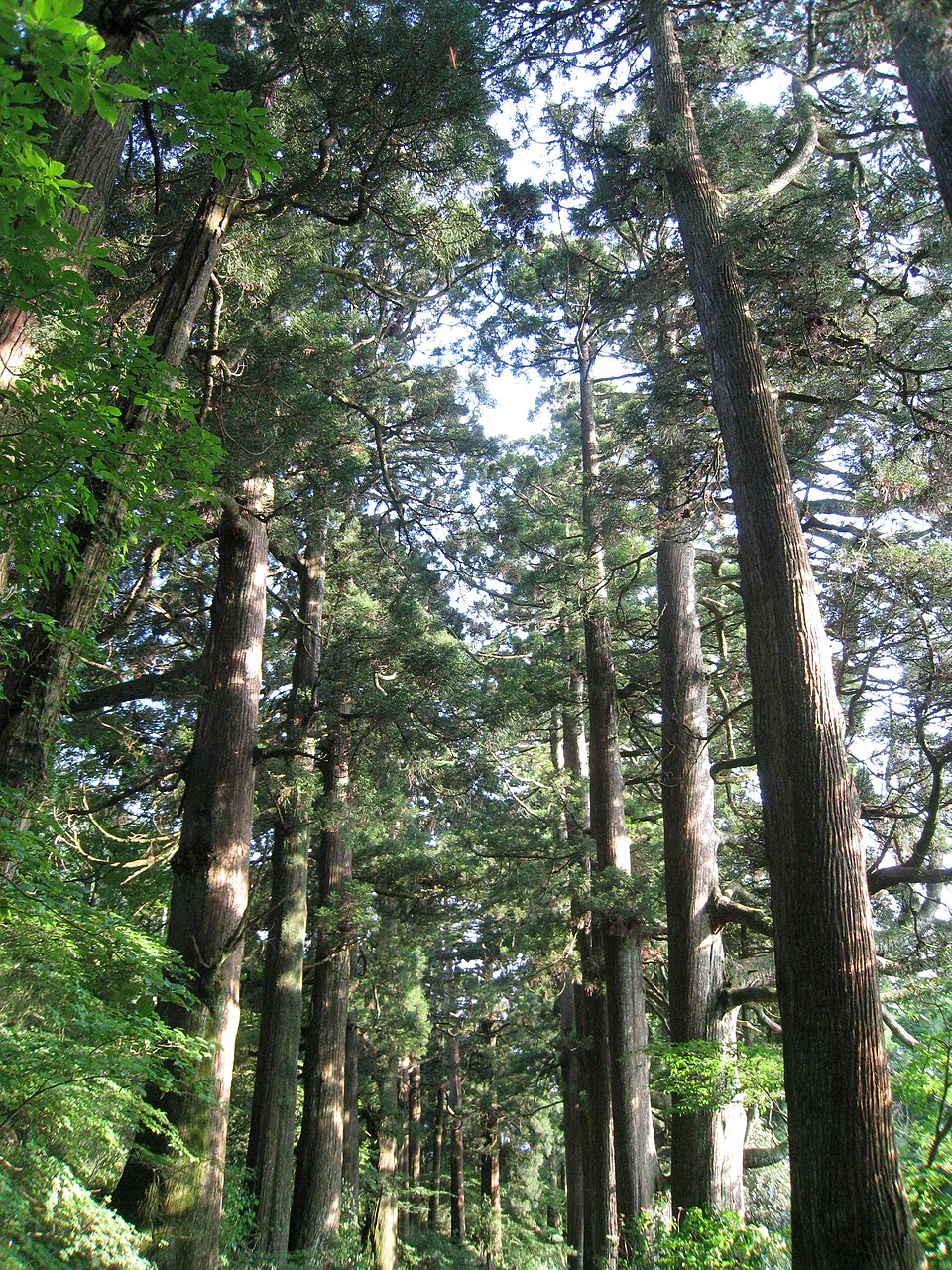Cryptomeria japonica (Japanese Cedar) (alternate view 7)