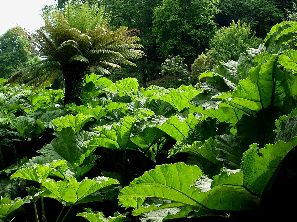 Gunnera manicata (gunnera) (alternate view 6)